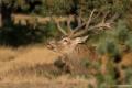 Nationaal Park De Hoge Veluwe 23 september 2016